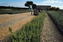 Il bosco itinerante: l'iniziativa solidale che attraverser&agrave; tutta la Sicilia nel periodo natalizio