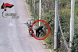 Gravina, nasconde droga tra arbusti e muri in pietra: preso durante prelievo