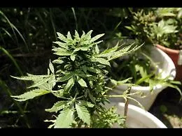 Mantero (M5s) presenta un ddl per legalizzare la coltivazione di marijuana: &laquo;Non fa male&raquo;
