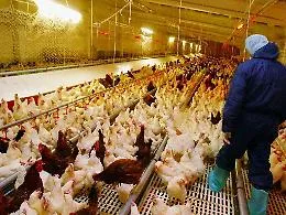 Italia, 50% antibiotici &egrave; in allevamenti