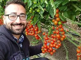 Datterino africano in vendita nella patria del pomodorino, la rabbia del produttore: &laquo;Cos&igrave; falliremo&raquo;