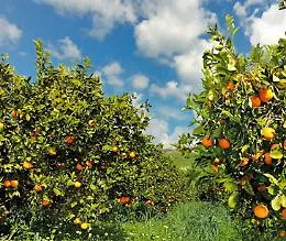Agromafie, Coldiretti: business da 21,8 mld nell'alimentare