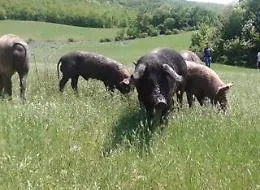 Emergenza cinghiali nelle campagne di Palazzolo Acreide: il sindaco Gallo chiede deroghe e fondi