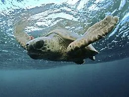 Due tartarughe caretta caretta liberate nel mare della Cala