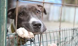 Canile di Palermo, i cani contesi tra timori di adozioni speculative e denunce