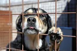 Canile Palermo, sospeso trasferimento cani nel ragusano