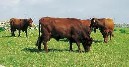 Bovini, a gestire il progetto sulla biodiversit&agrave; delle razze siciliane sar&agrave; un'associazione di Udine!