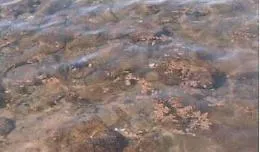 Allarme alga tossica sul litorale palermitano: il Comune impone il divieto di balneazione