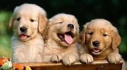 Il sorriso conquista anche i cani: merito dell'ormone dell'amore