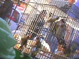 Palermo, la denuncia del Cabs: &laquo;Fauna selvatica protetta in vendita al Ballar&ograve;&raquo;