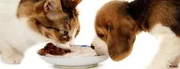 Cani e gatti a dieta dopo le feste: ecco il vademecum per riportarli in forma