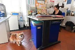 Con il proprio cane a lavorare in ufficio? A Genova si pu&ograve;