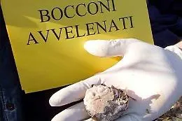 Cani avvelenati, la strage continua: dopo Sciacca casi anche a Licata