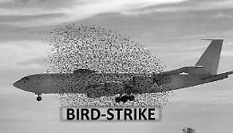 Bird strike in un aereo in volo da Palermo: resti degli uccelli sulla pista