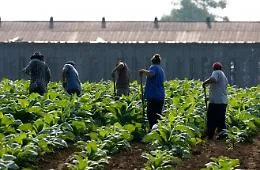 Muore in una serra bracciante 61enne, la Flai Cgil denuncia caldo estremo e ritardi nei soccorsi
