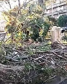 Catania, capitozzatura in Piazza Croce Rossa Italiana