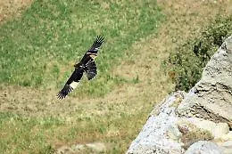 L' impresa di "Lola", l'aquila di Bonelli che dalla Sicilia si &egrave; spinta fino alle Egadi