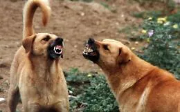 Aggredita e sbranata da cani randagi: &egrave; grave