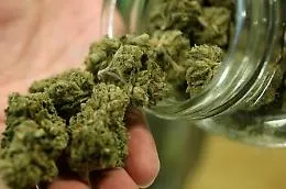 La Cassazione: la cannabis light &egrave; lecita e la legge non ne vincola l'uso