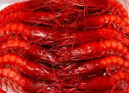 A Mazara del Vallo il futuro del gambero rosso in discussione