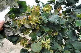 Il pasticciere e il produttore con il pallino delle nocciole dell'Etna