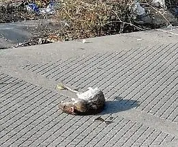 Catania: Librino sommersa dai ratti