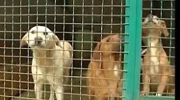 Cani affidati ad associazione ragusana senza requisiti: indagati dirigenti Comune Palermo