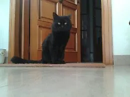 Gattonero