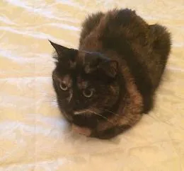 gattonero