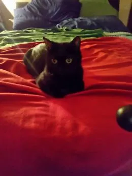 Gattonero