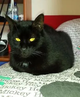 Gattonero