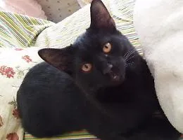 Festa del gattonero