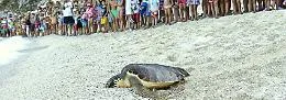 Tartaday, centri di recupero e cura aperti per la salvaguardia delle tartarughe marine