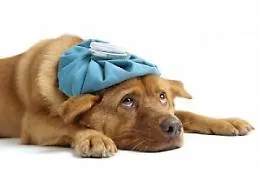 Il 7,5% cani con "soffio" al cuore: c' &egrave; un farmaco che rallenta la malattia