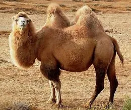 Cammelli da curare? E' possibile in ospedale unico al mondo vicino a Dubai
