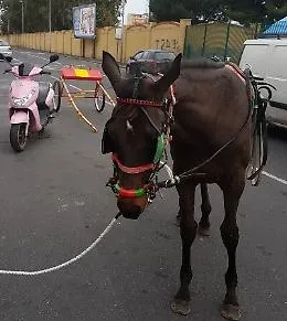 Catania, Polizia &ldquo;salva&rdquo; puledro a Picanello