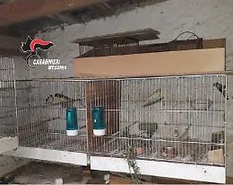 Messina, deteneva in piccole gabbie uccellini di specie protetta