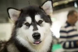 Razze canine dal mondo: eccone 15 irresistibili