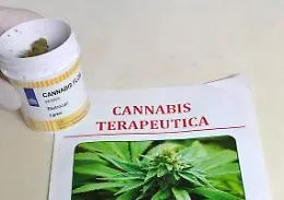 Cannabis terapeutica, ecco chi c'&egrave; nel tavolo tecnico dell'assessorato