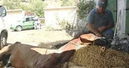 Cavallo ferito lasciato agonizzante sotto il sole in maneggio a Caccamo: morto