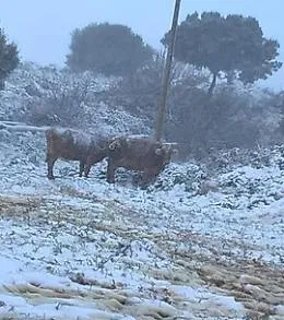 Neve, corsa contro il tempo per salvare mucche e asini