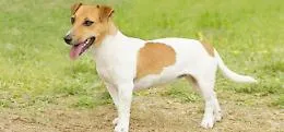 Agrigento, jack russell impazzito: aggredisce i proprietari e un agente di polizia
