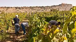 Doc Sicilia, avvio vendemmia 2019, meno uva ma pi&ugrave; qualit&agrave;