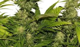 Belpasso, piantagione di cannabis in un casolare: sul mercato avrebbe fruttato 300 mila euro