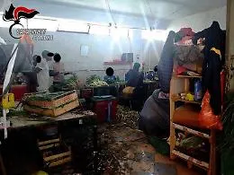 Misterbianco: il &laquo;caporale&raquo; teneva sei nigeriani chiusi in una stanzetta a mondare frutta e verdura