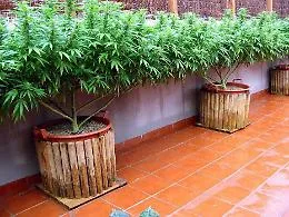 Coltivare la cannabis a casa: ecco cosa &egrave; permesso (e cosa no) secondo l'ultima sentenza della Cassazione