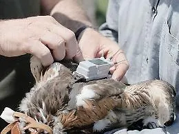 Otto aquilotti con il Gps