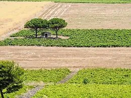 Vendemmia da ottima annata con raccolta anticipata in tutta l&rsquo;Isola