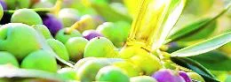 Produzione di olio, Sicilia spaccata in due 
Nel Catanese +65%, nel Belice crollo a -70%