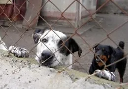  Riqualificato il canile municipale di Palermo: spesi 150 mila euro, potr&agrave; ospitare fino a 300 animali
